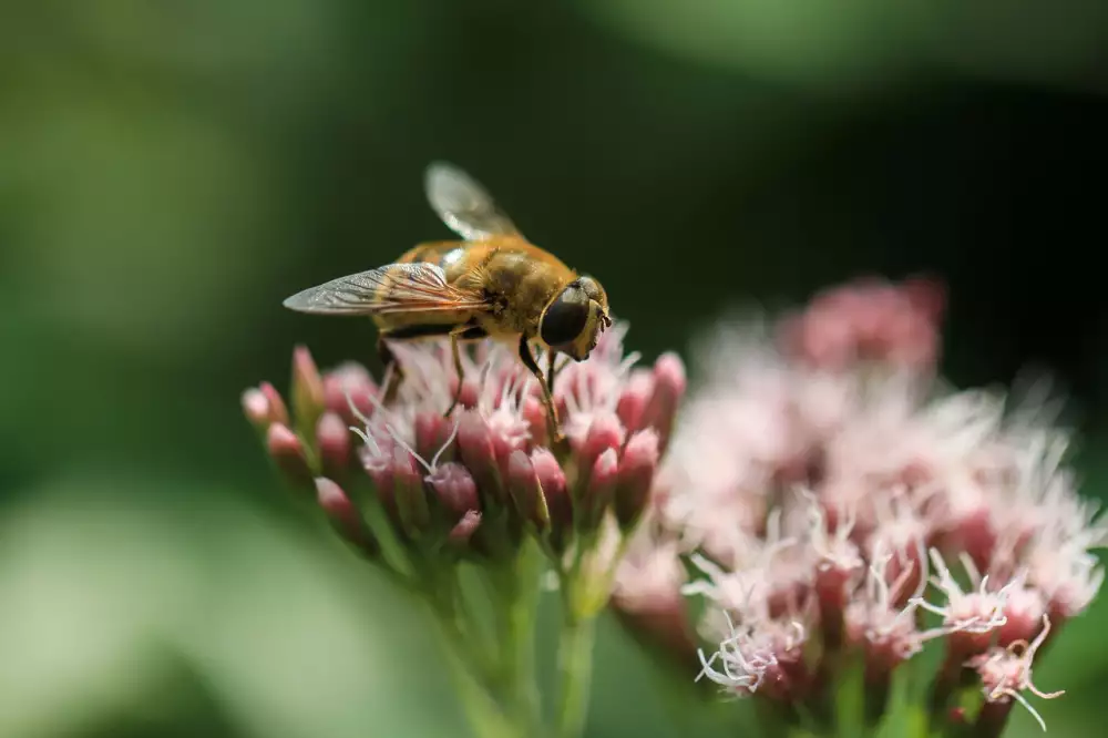 Valerian