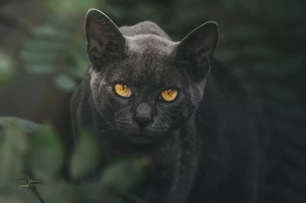 Boty Puma