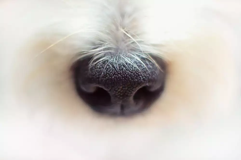 Nase Stravenka